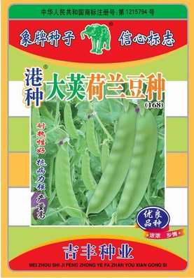 港种大荚荷兰豆种(168)