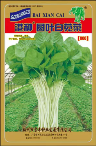 港种圆叶白苋菜（888）