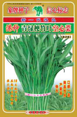港种青绿梗竹叶空心菜(828)