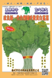 改良新一代台湾圆叶淡黄白苋菜（298）