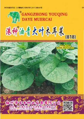 港种油清大叶木耳菜