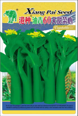 港种油青60天甜菜心