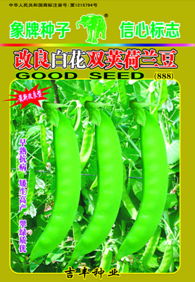 改良白花双荚荷兰豆(888)