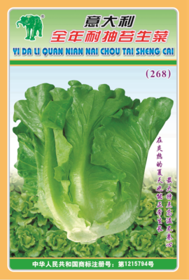 意大利全年耐抽苔生菜（268）