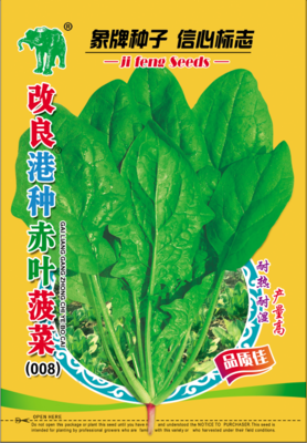 改良港种赤叶菠菜（008）